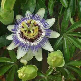 passionflower