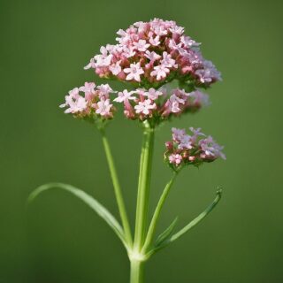 valerian for sleep